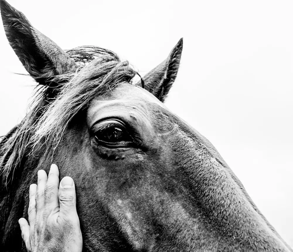 Mano sobre la cara de un caballo tordo